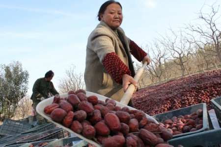 新疆所產碩大的紅棗令人驚豔