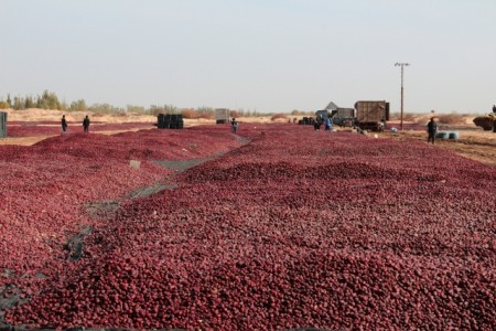 新疆天然資源豐富，圖為遍地的紅棗